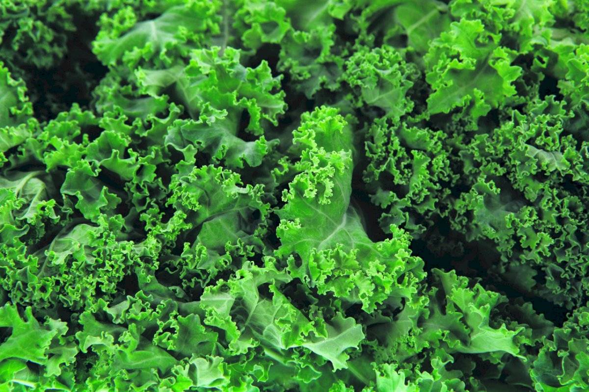 Superalimentos, kale