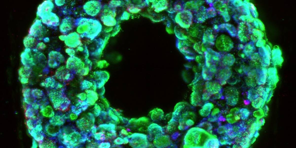 Desarrollan la que podría ser la técnica definitiva para crear órganos impresos en 3D funcionales