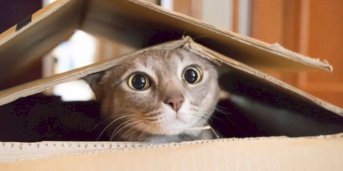 gatos