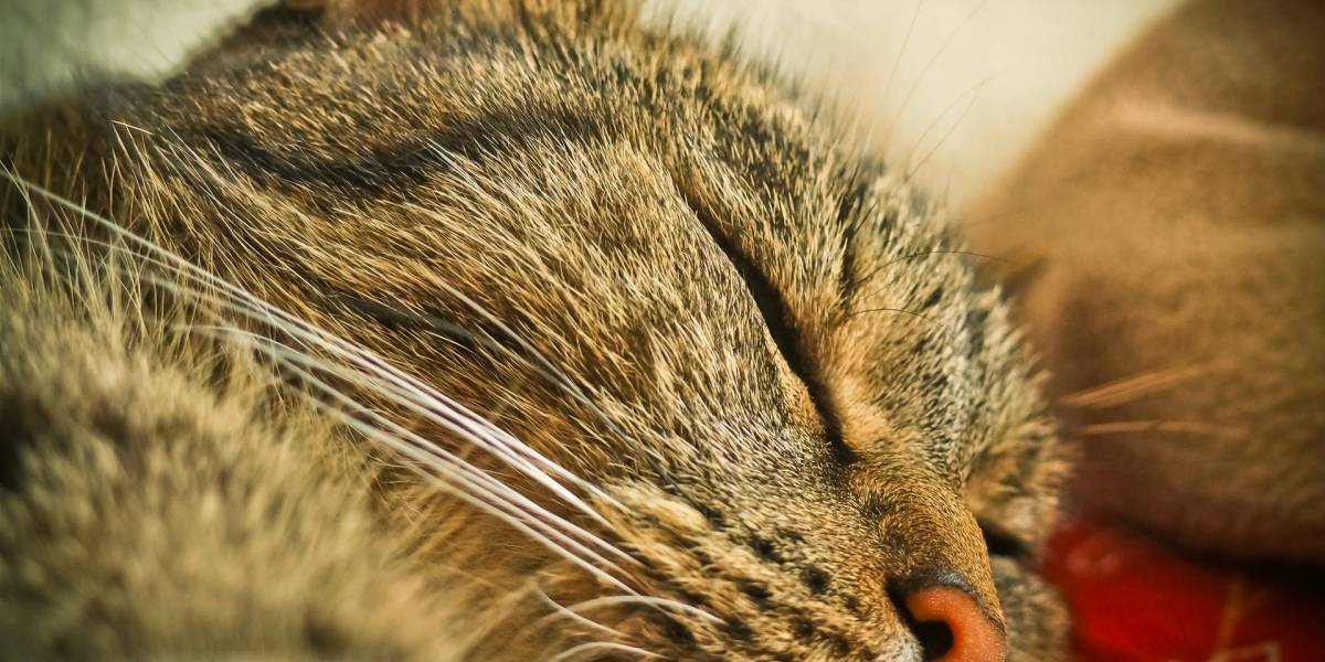 Cuida tu corazón: Tomar la siesta podría ayudarte a mantenerlo sano