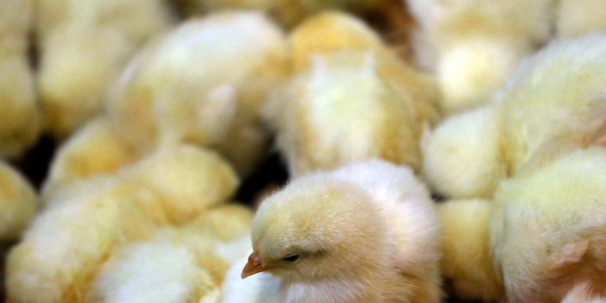 Perú prohibió ingreso de productos avícolas de Chile por gripe aviar Perú prohibió ingreso de productos avícolas de Chile por gripe aviar
