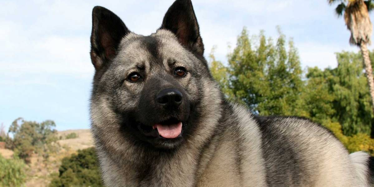 Noruega: Crece preocupación por misteriosa enfermedad que está matando a los perros