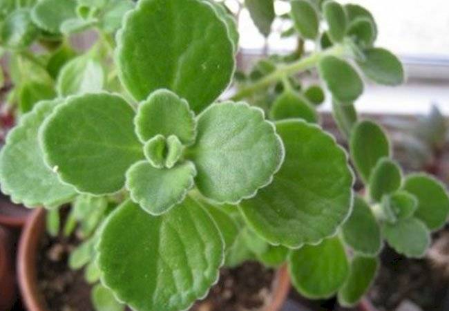 plantas medicinales