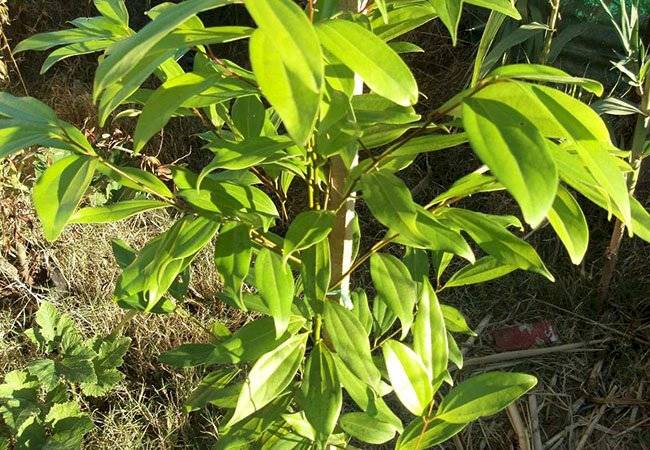 plantas medicinales
