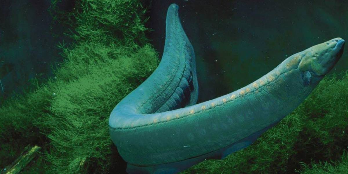 Descubren una nueva especie de anguila, que es la mayor productora viva de bioelectricidad que existe