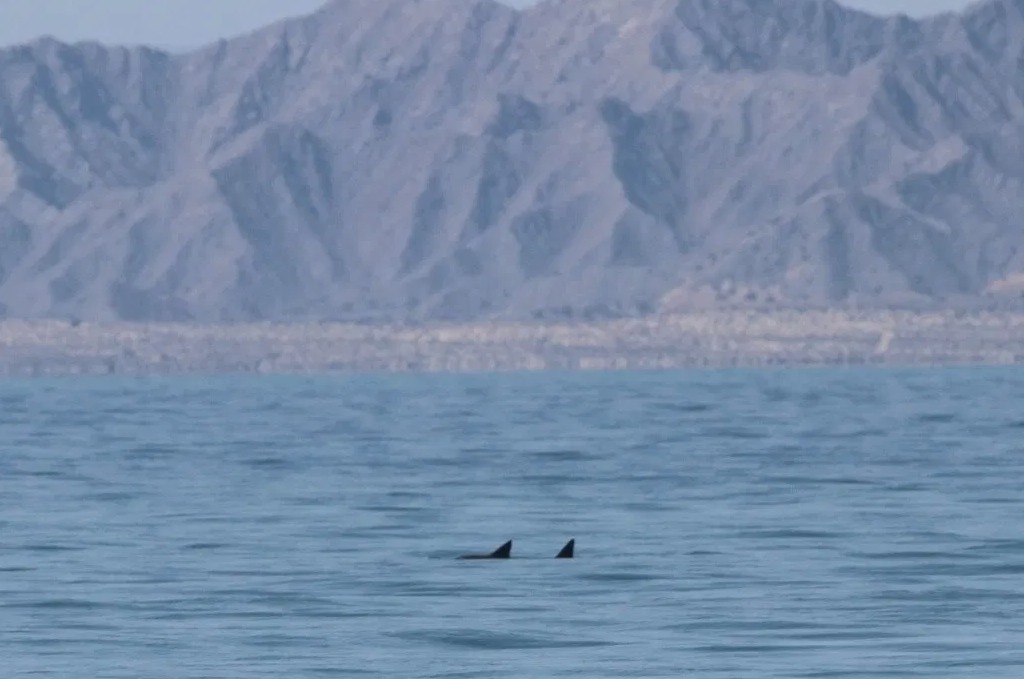 México Vaquita Marina