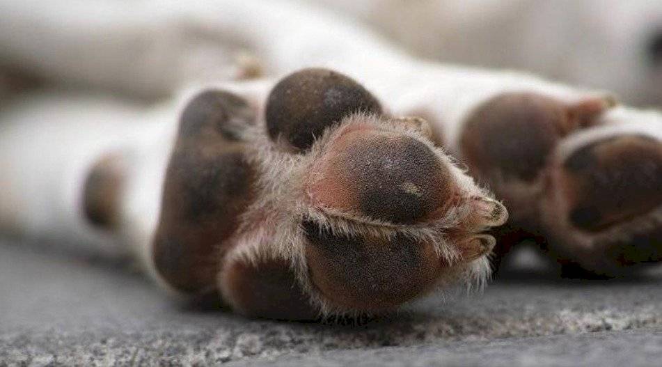 Perro