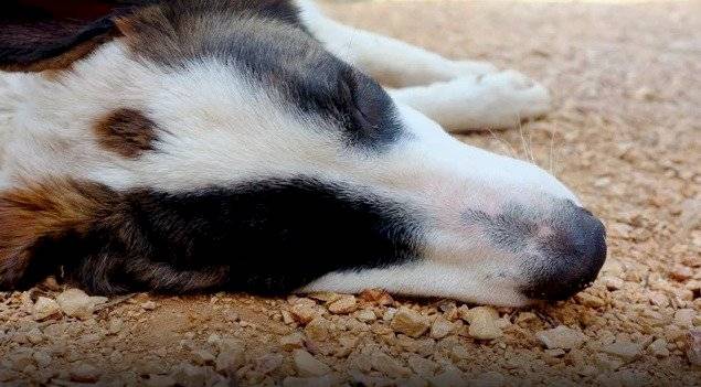 Perro