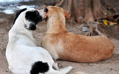 Perro