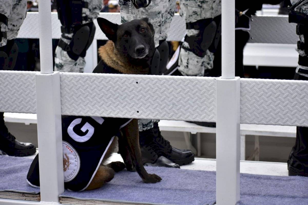Ensayos Guardia Nacional