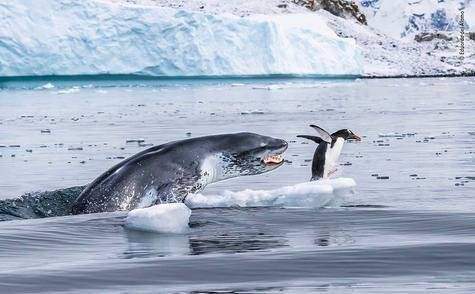 Si los pingüinos pudieran volar