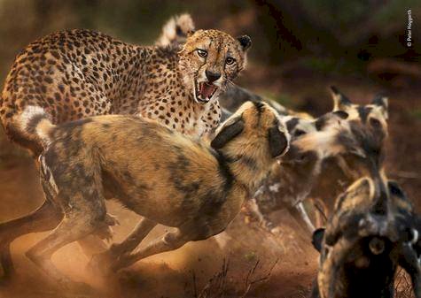 Wildlife Photographer of the Year