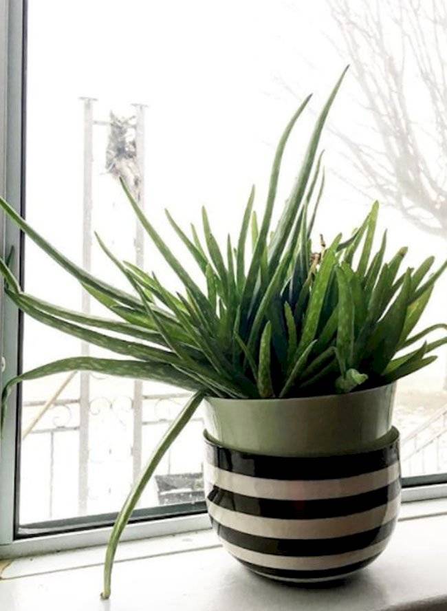 plantas