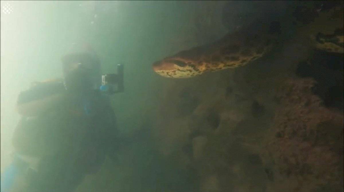 Increíble: Mira las imágenes que captaron dos buzos que se encontraron con una anaconda de 7 metros