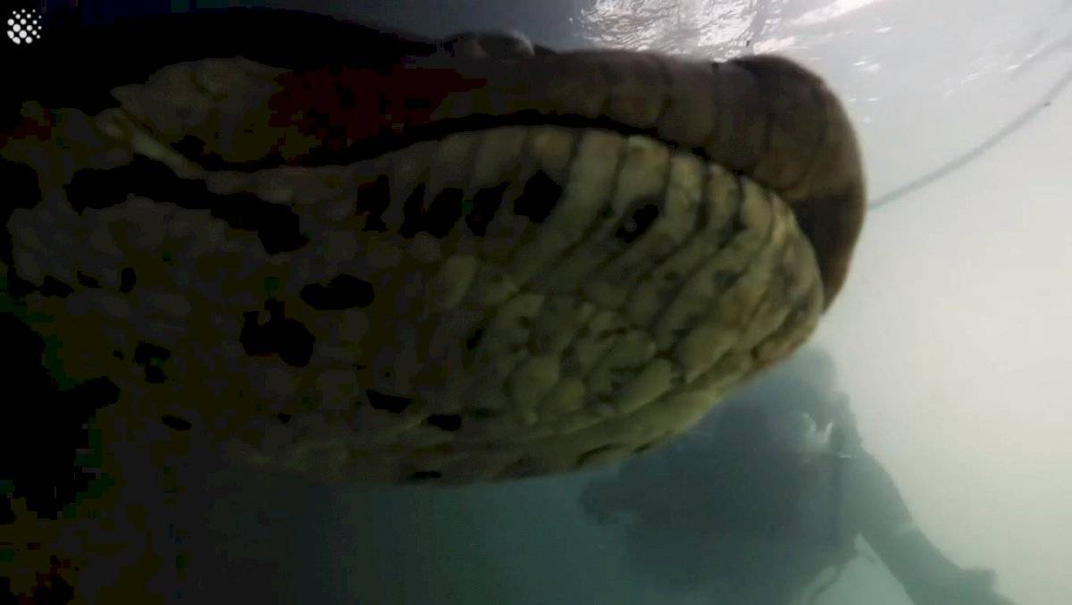 Increíble: Mira las imágenes que captaron dos buzos que se encontraron con una anaconda de 7 metros