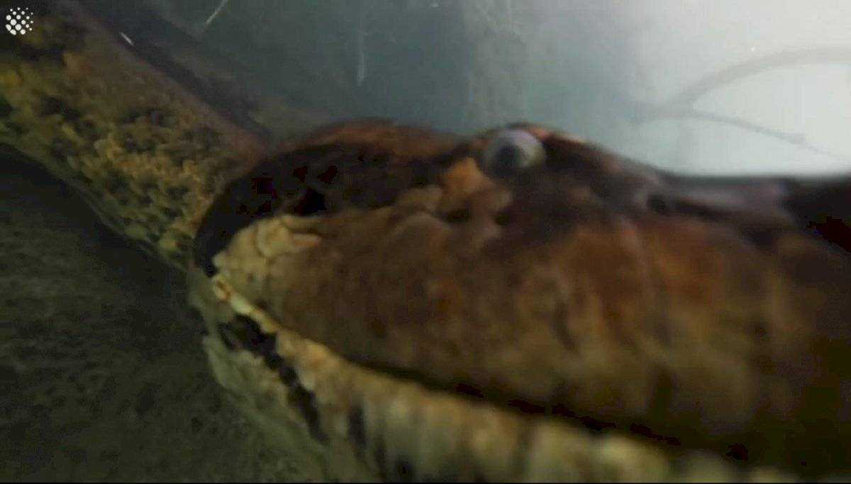 Increíble: Mira las imágenes que captaron dos buzos que se encontraron con una anaconda de 7 metros