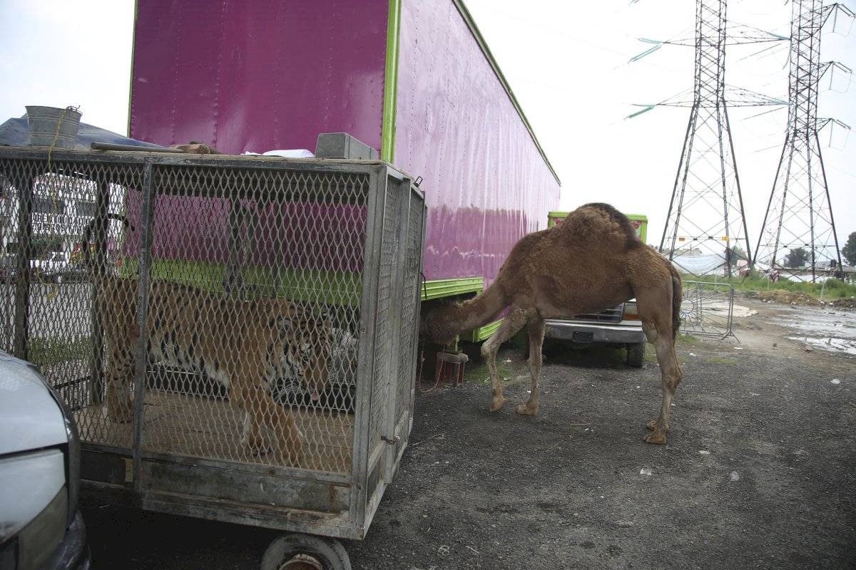 Animales en circos