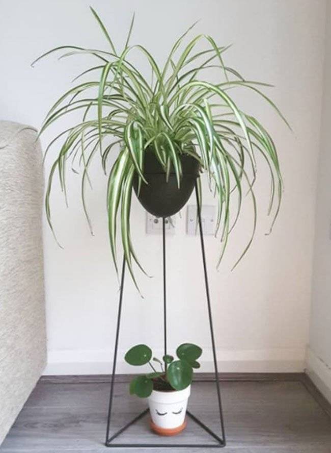 plantas