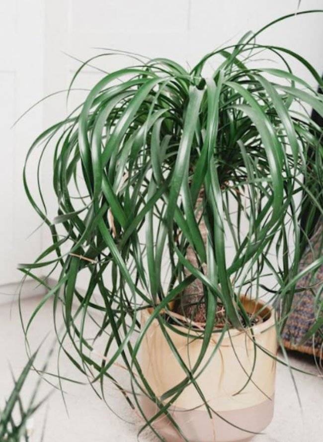 plantas