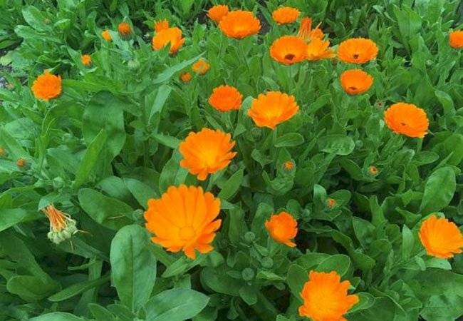 plantas medicinales