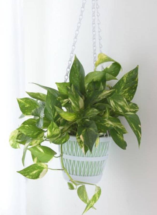 plantas