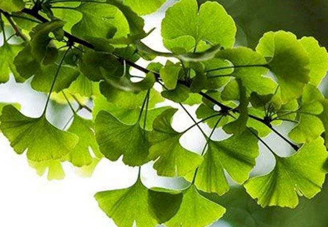 plantas medicinales