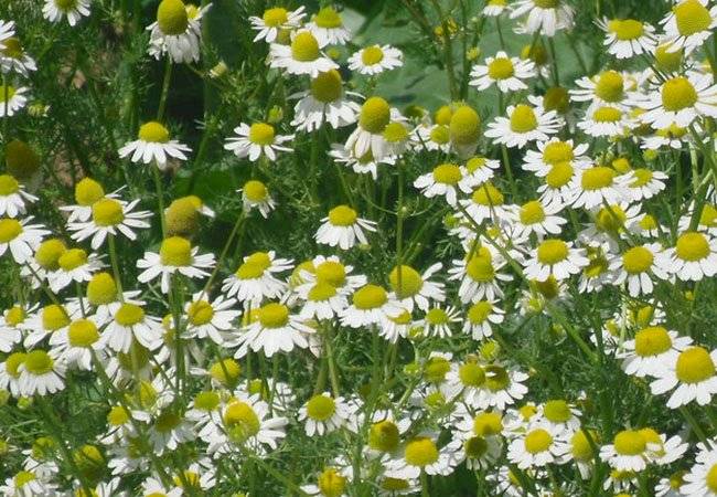 plantas medicinales
