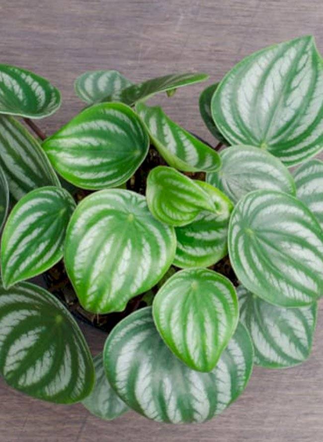 plantas
