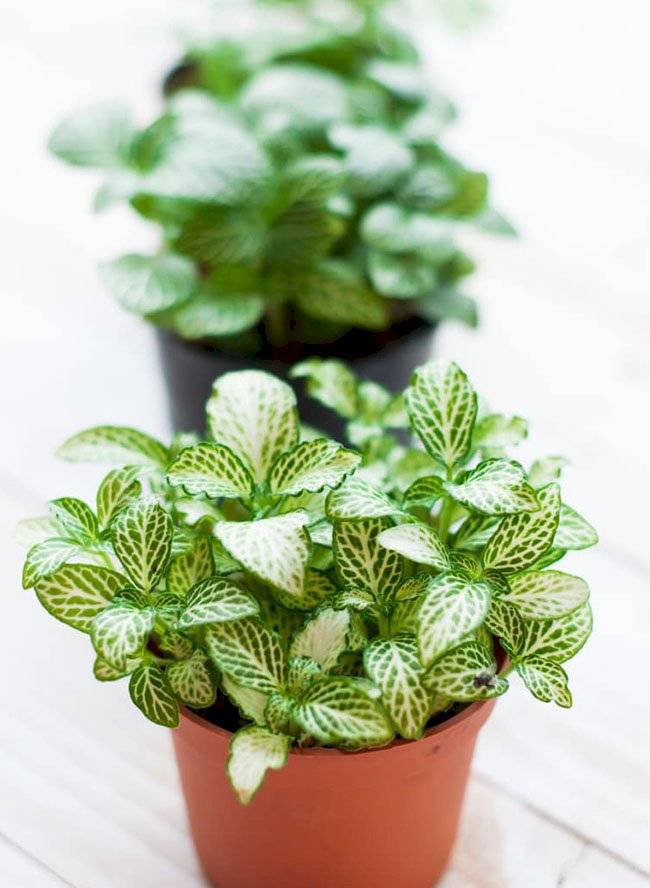 plantas