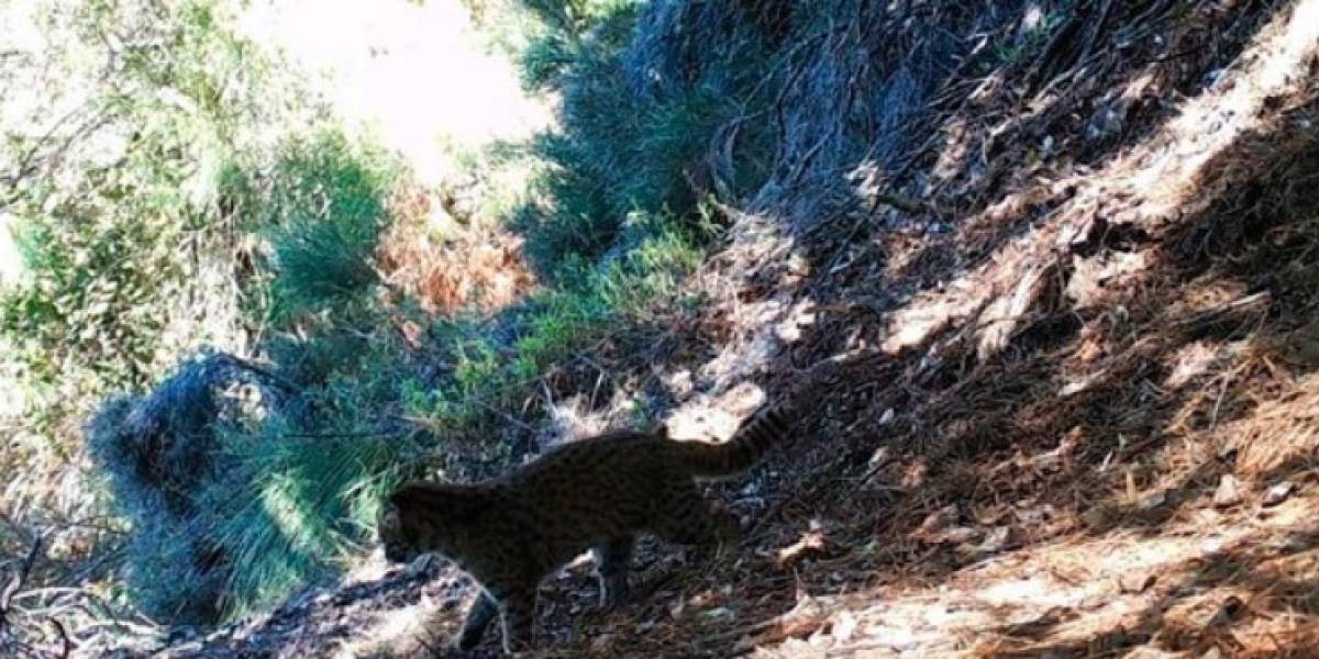 Tras más de 8 años desaparecido, avistaron a gato Colo Colo en radal Siete Tazas