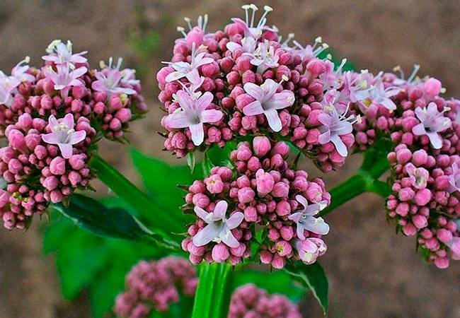 plantas medicinales