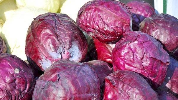 El repollo morado es un excelente alimento para combatir el cáncer de mama