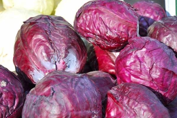 jugo de repollo morado propiedades