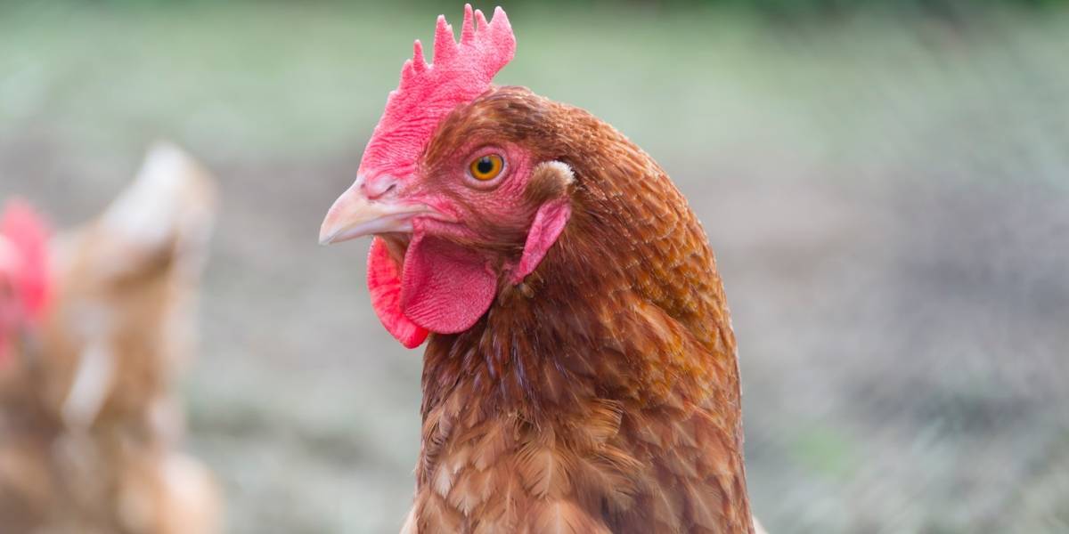 Caldo de pollo: La perturbadora palabra clave que usan los pedófilos para buscar pornografía infantil en internet