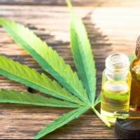 La ONU reconoce oficialmente las propiedades medicinales del cannabis