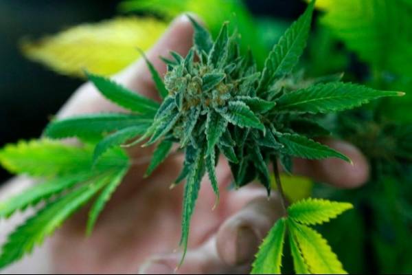 Cannabis