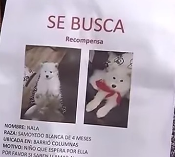 Ciudadanos denuncian que se están robando las mascotas en este sector de Bogotá