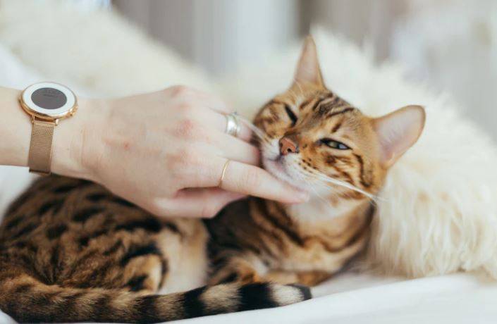 gatos gatos