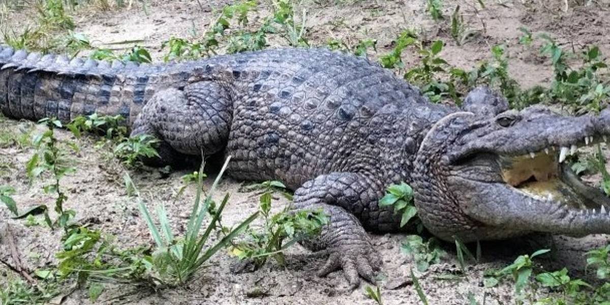 Descubren Cocodrilo gigante extinto que tenía un largo similar a un bus de transporte