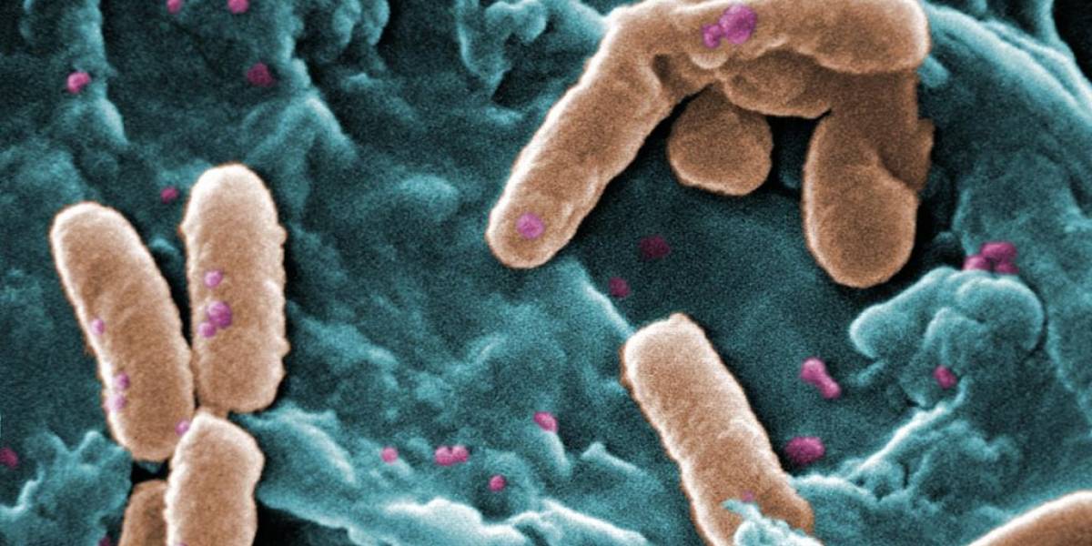 ¿Bacterias resistentes a antibióticos?: Té verde es su nueva criptonita