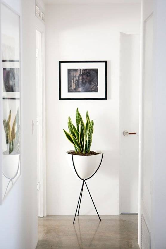 plantas