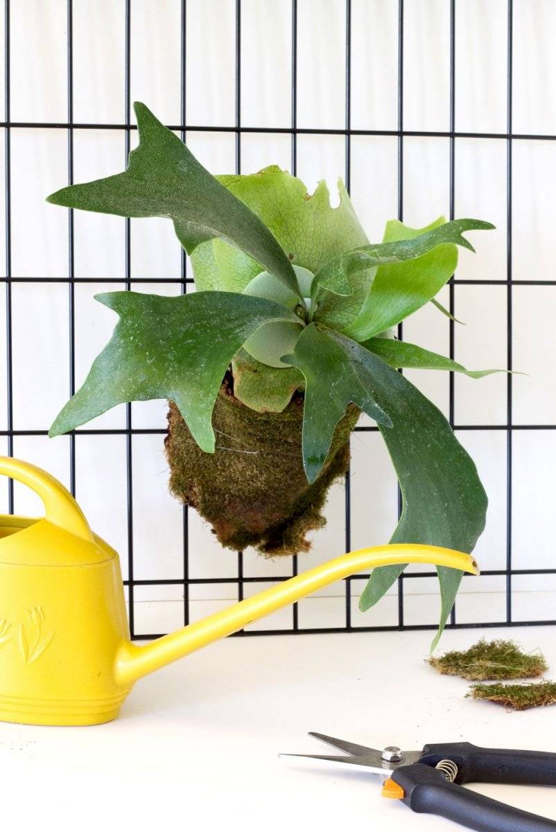 plantas