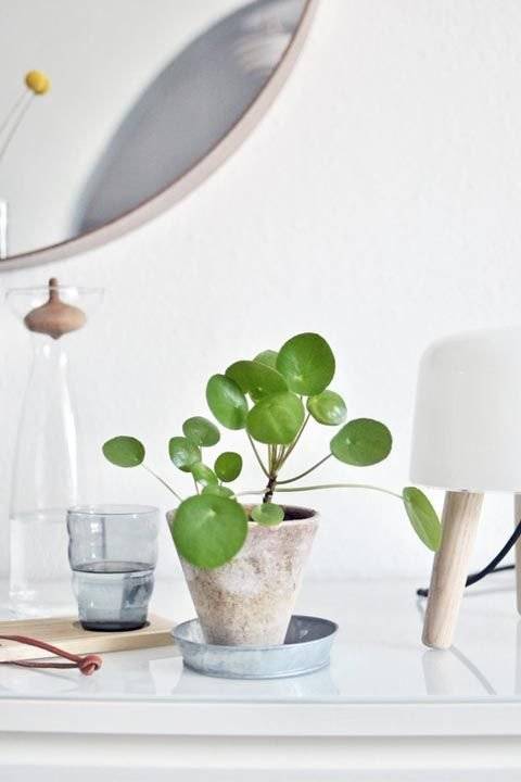 plantas