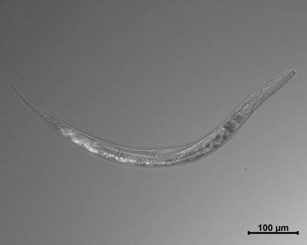 Auanema Sp