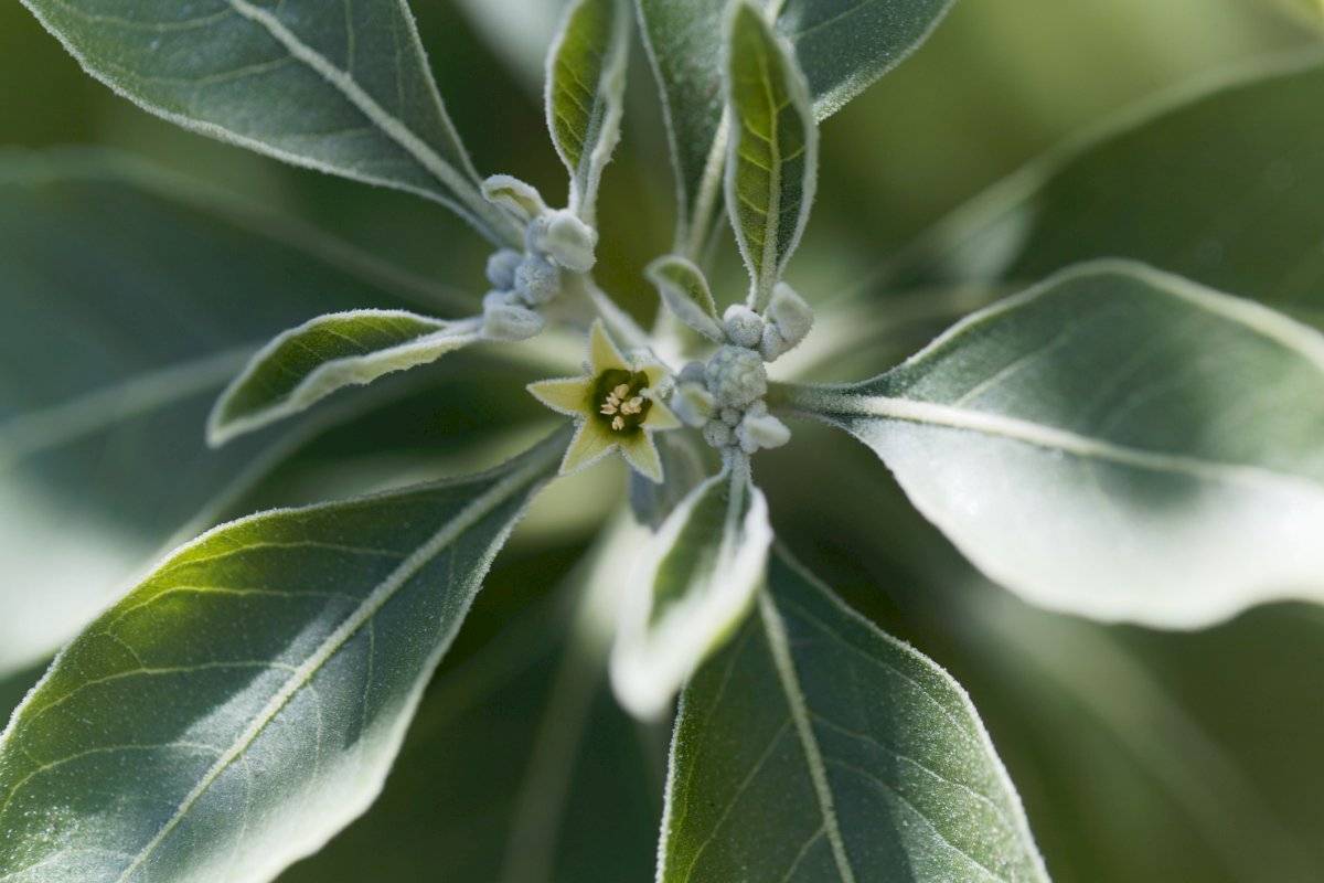 Ashwagandha