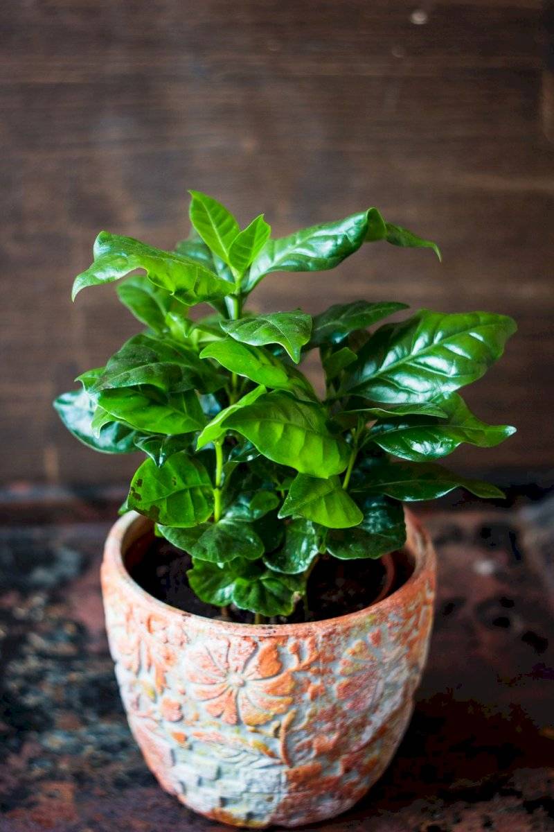 plantas