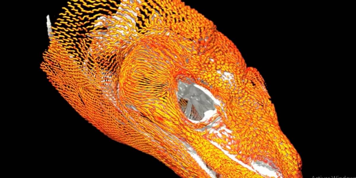 Los dragones de Komodo desarrollan una impresionante “armadura” interna para sobrevivir