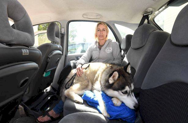 mujer vive auto husky birminghammail