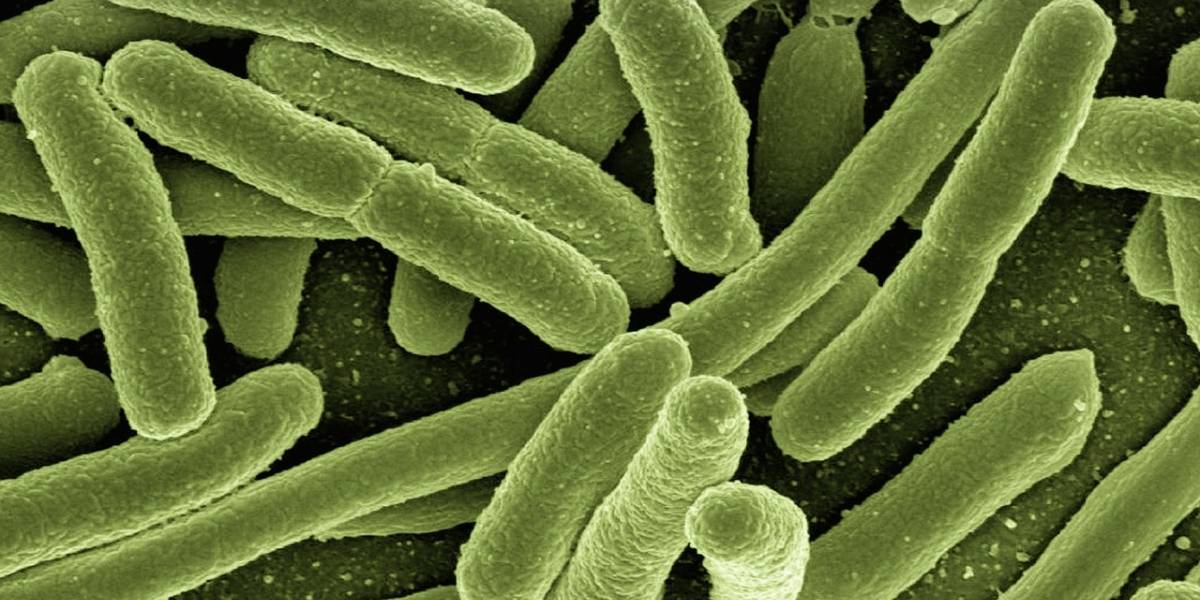 Las bacterias cambian de forma para hacerse más resistentes a los antibióticos