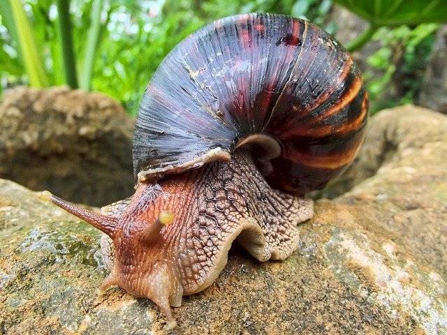 Caracoles africano